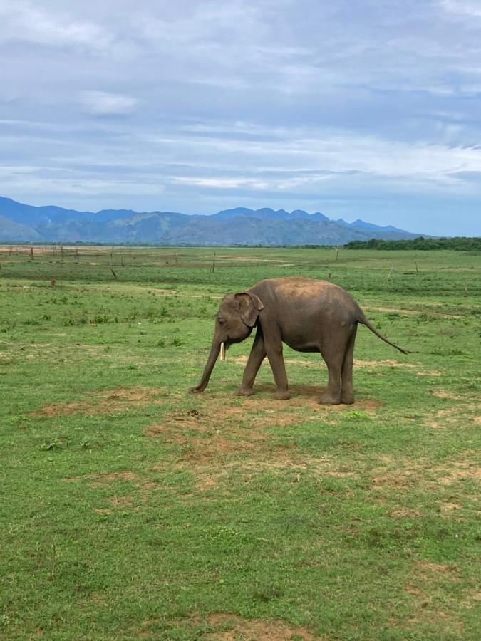 Amba Kola Udawalawa Hotell Udawalawe Eksteriør bilde